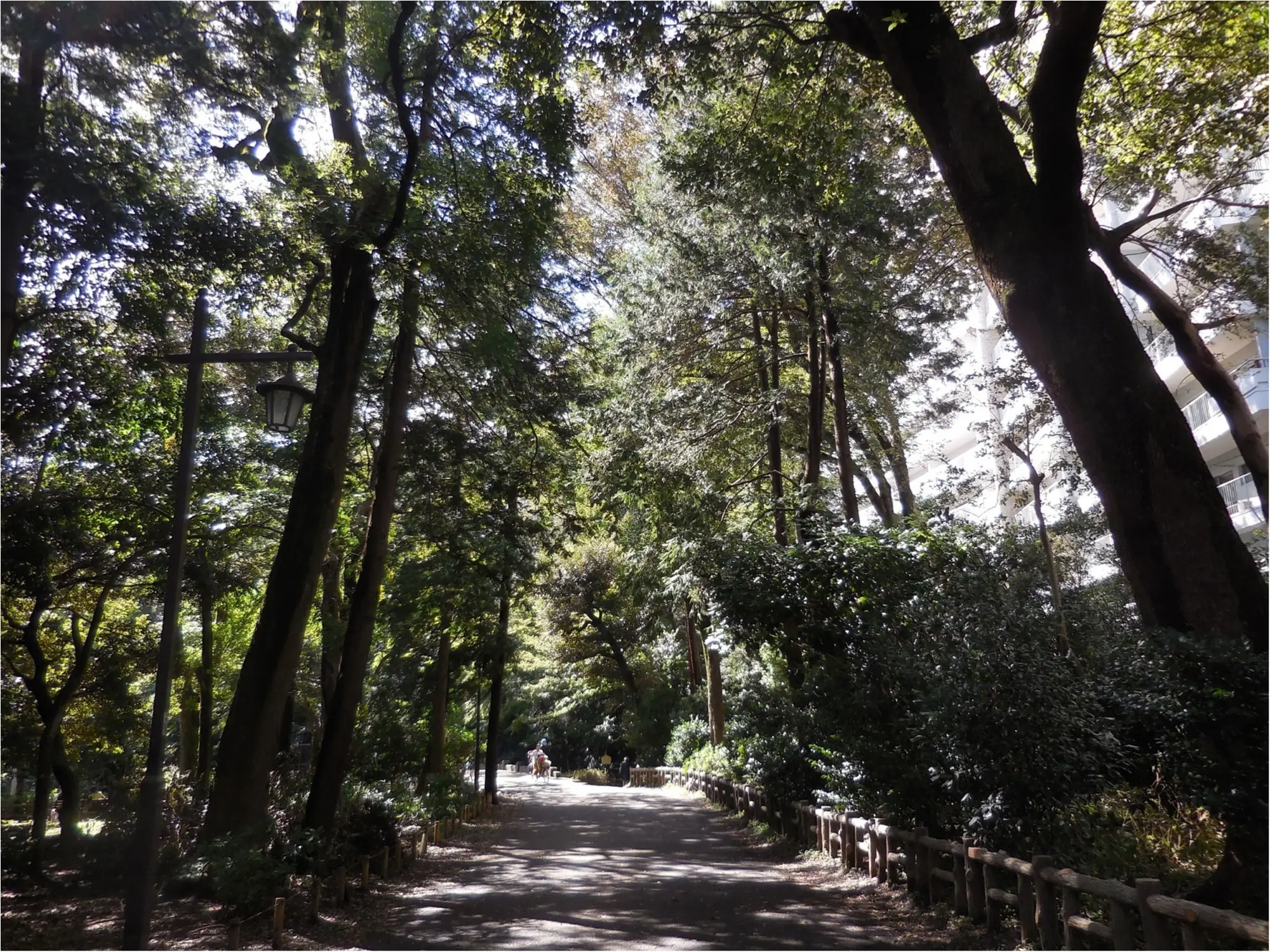 【吉祥寺井の頭公園】ひさしぶりに歩いてきました_3