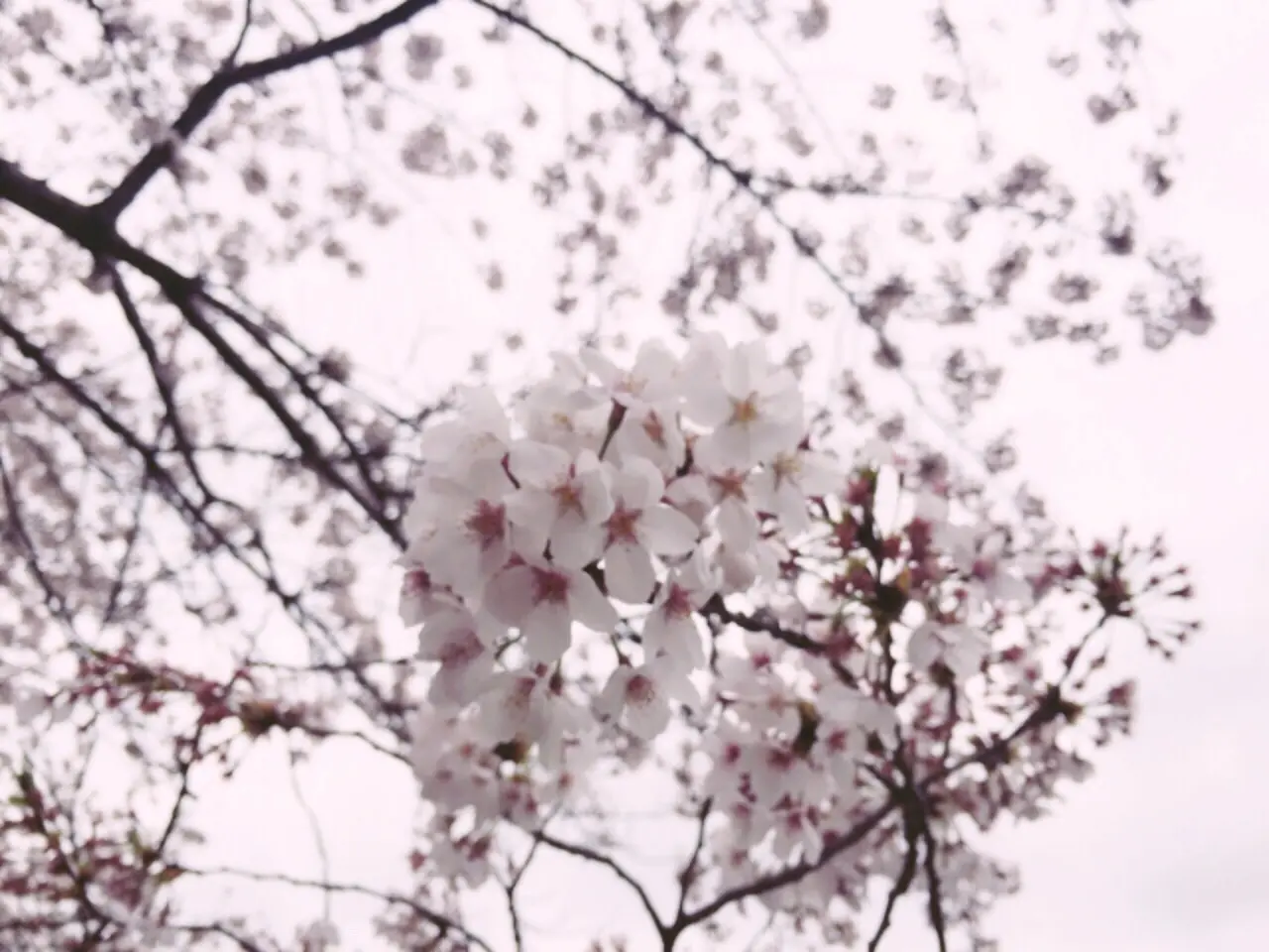 桜の命は短し、恋せよ乙女。_2