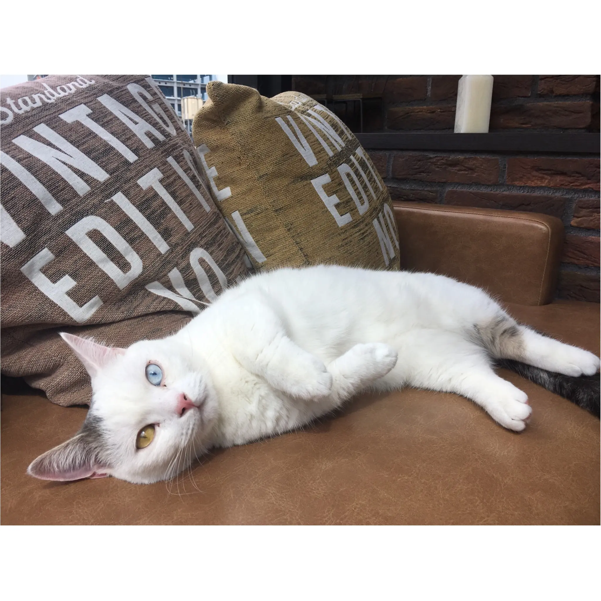 【猫カフェ】渋谷で癒しの猫カフェ♡今ならカワイイ子猫にも会えちゃう♪_5