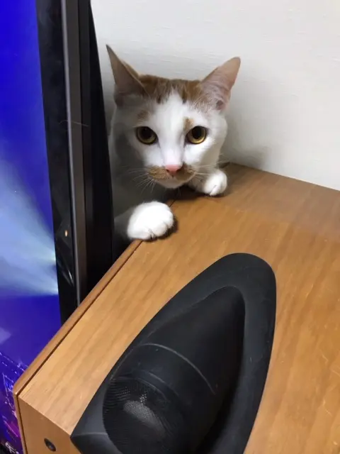 【今日のにゃんこ】壁とモノの間から、そお~っと顔を出すラビくん☆_1