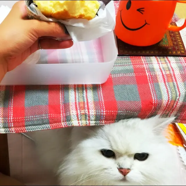 【今日のにゃんこ】トラくんが目力をマックスにして願う事は?_1