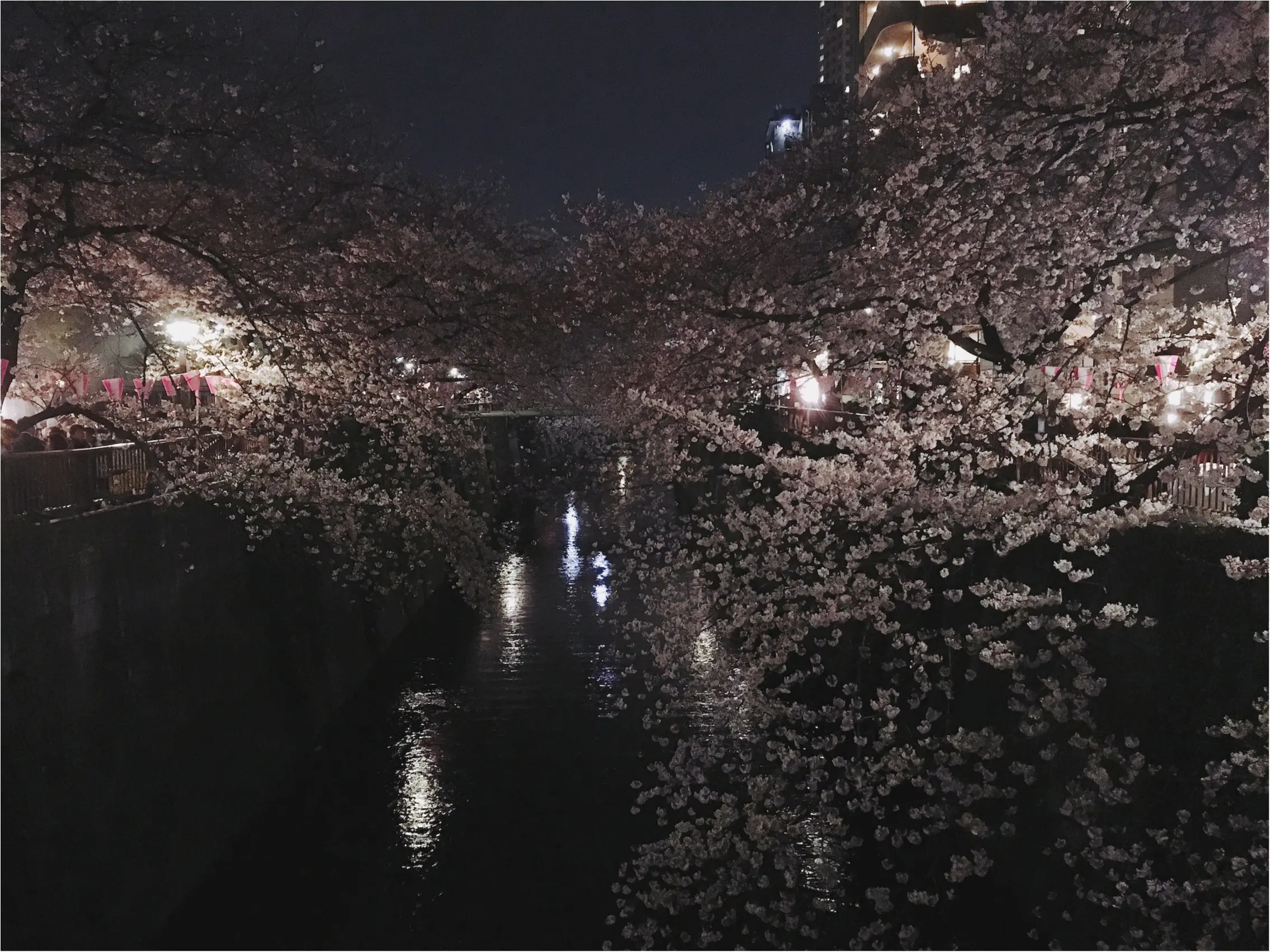 ★まだ間に合う!!昼はココで、夜はココ!東京お花見スポットご紹介!♩_7