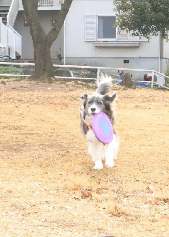 【今日のわんこ】フリスビーを楽しんだ、とある日のメルちゃん_1