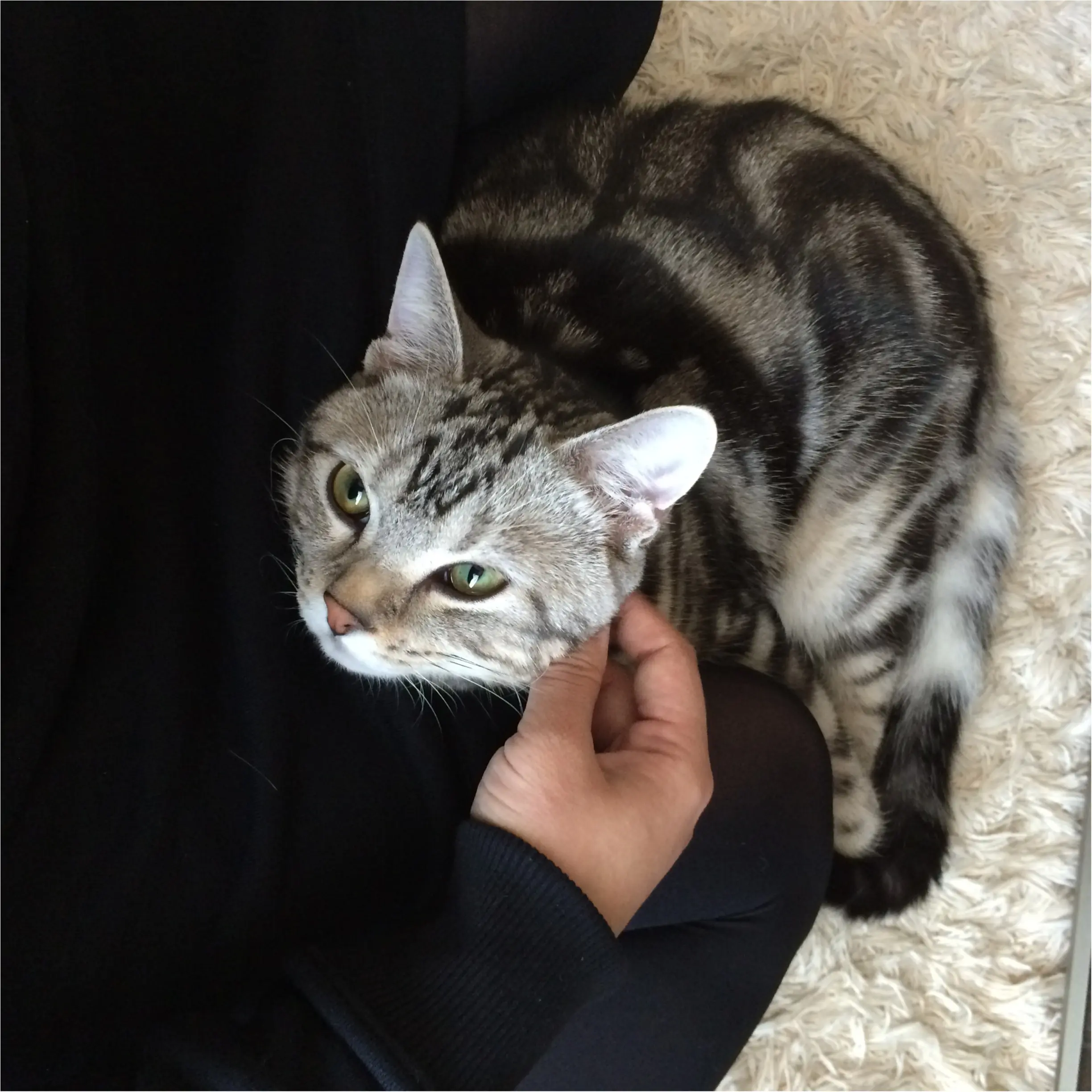 【今日のにゃんこ】なでなで大好き! もっとかまってほしいアランくん♡_1