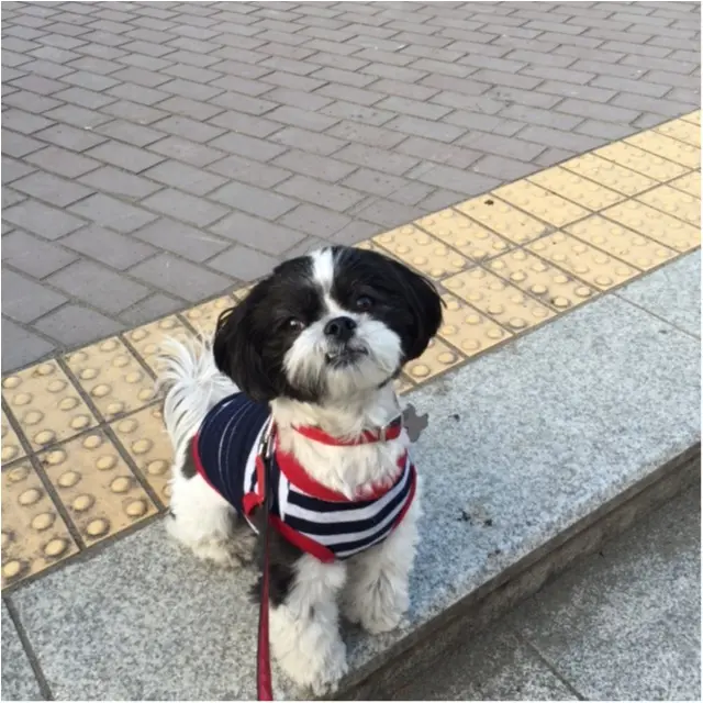 【今日のわんこ】まだ帰りたくない!! もっとお散歩したいアイビーくん_1