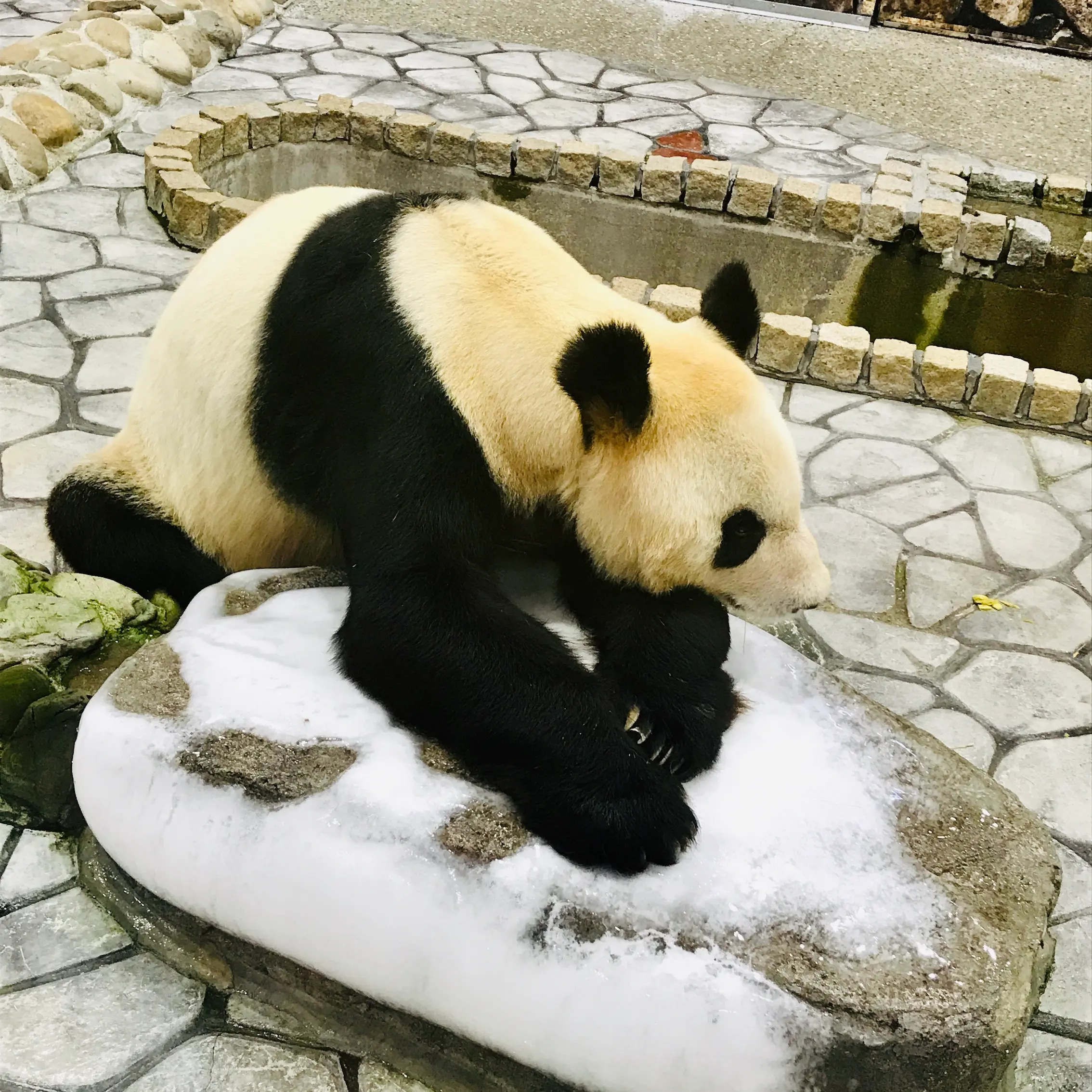 夏は!白浜!にTRIP【その1・アドベンチャーワールド】_2