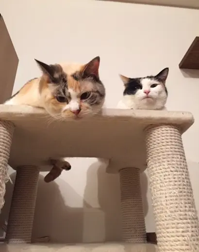 【今日のにゃんこ】キャットタワーでひそひそ♪ ゆきちゃんとちよちゃんは、なに話してる?_1
