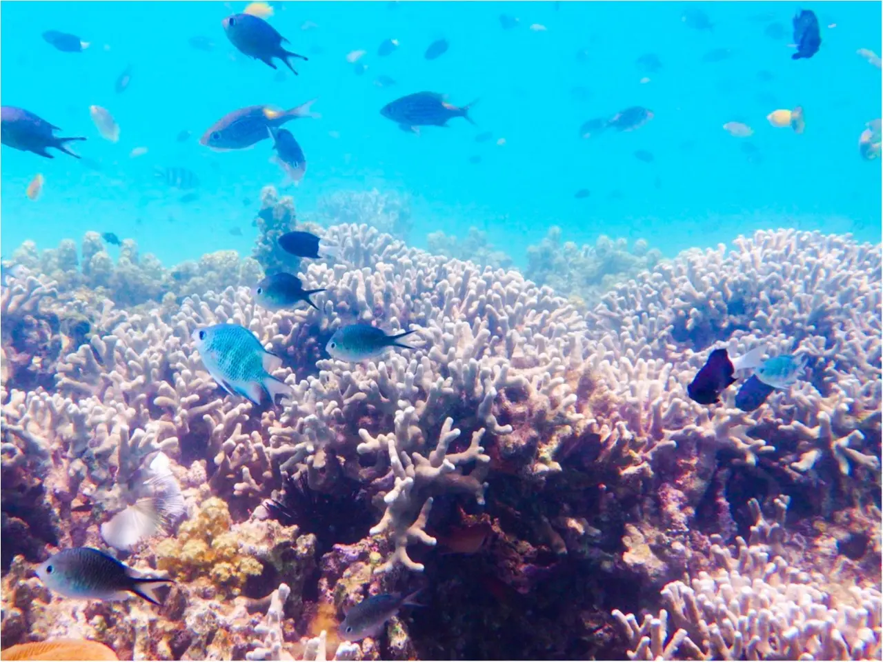 夏休みSP★ 【今注目!島タビ】沖縄よりも気軽に行ける隠れリゾート島がある?!_12