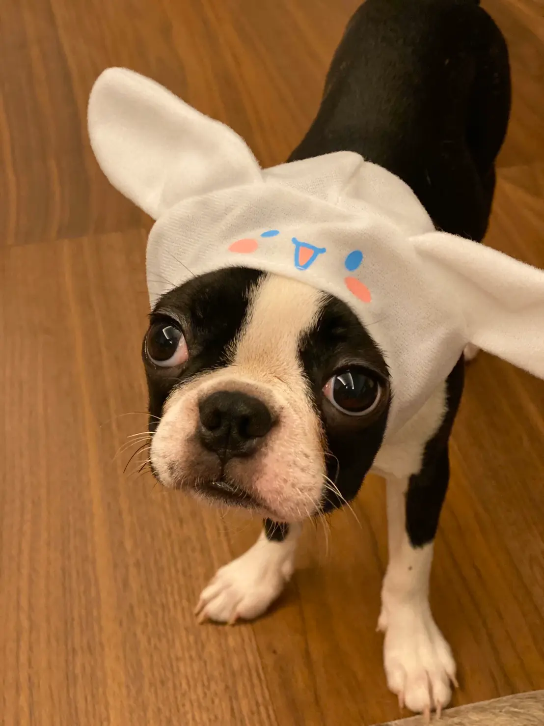 【今日のわんこ】へちまちゃんが、ハロウィンの予行練習中☆_1