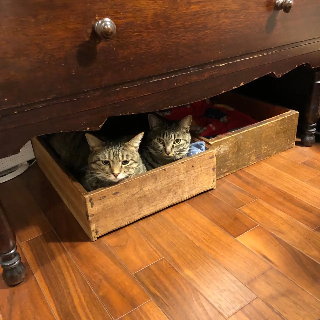 1つの木箱に2匹で収まる姿が愛おしいがんくんとサンちゃん
