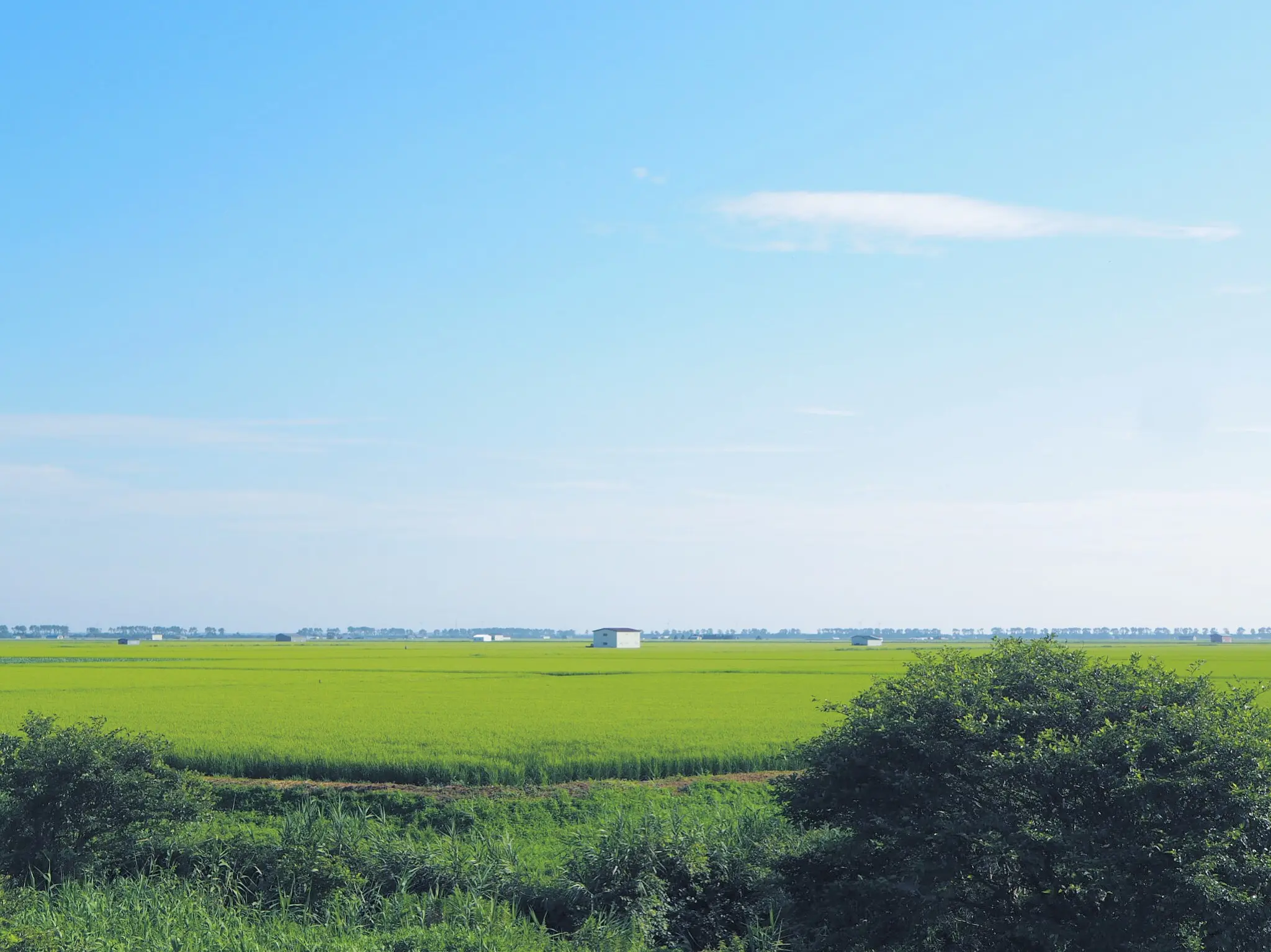【#ひまわり畑 #秋田県】大潟村ひまわりロード♡と日本一低い山♫_7