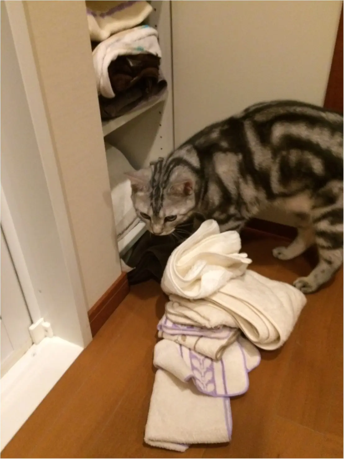 【今日のにゃんこ】大忙し! アランくんがママのために頑張っていることとは?_1