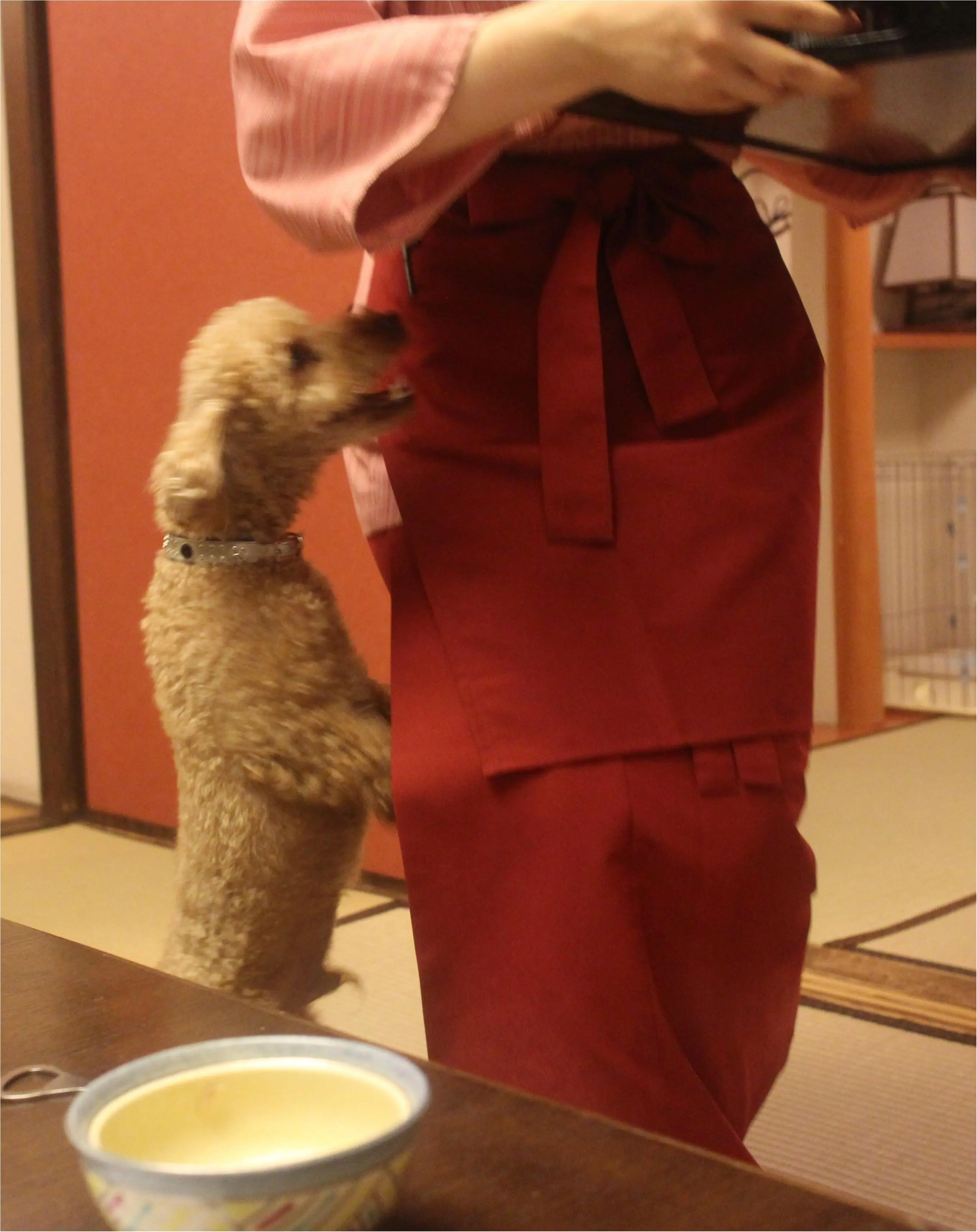 今日のわんこ プーニョくん トイプードル_1