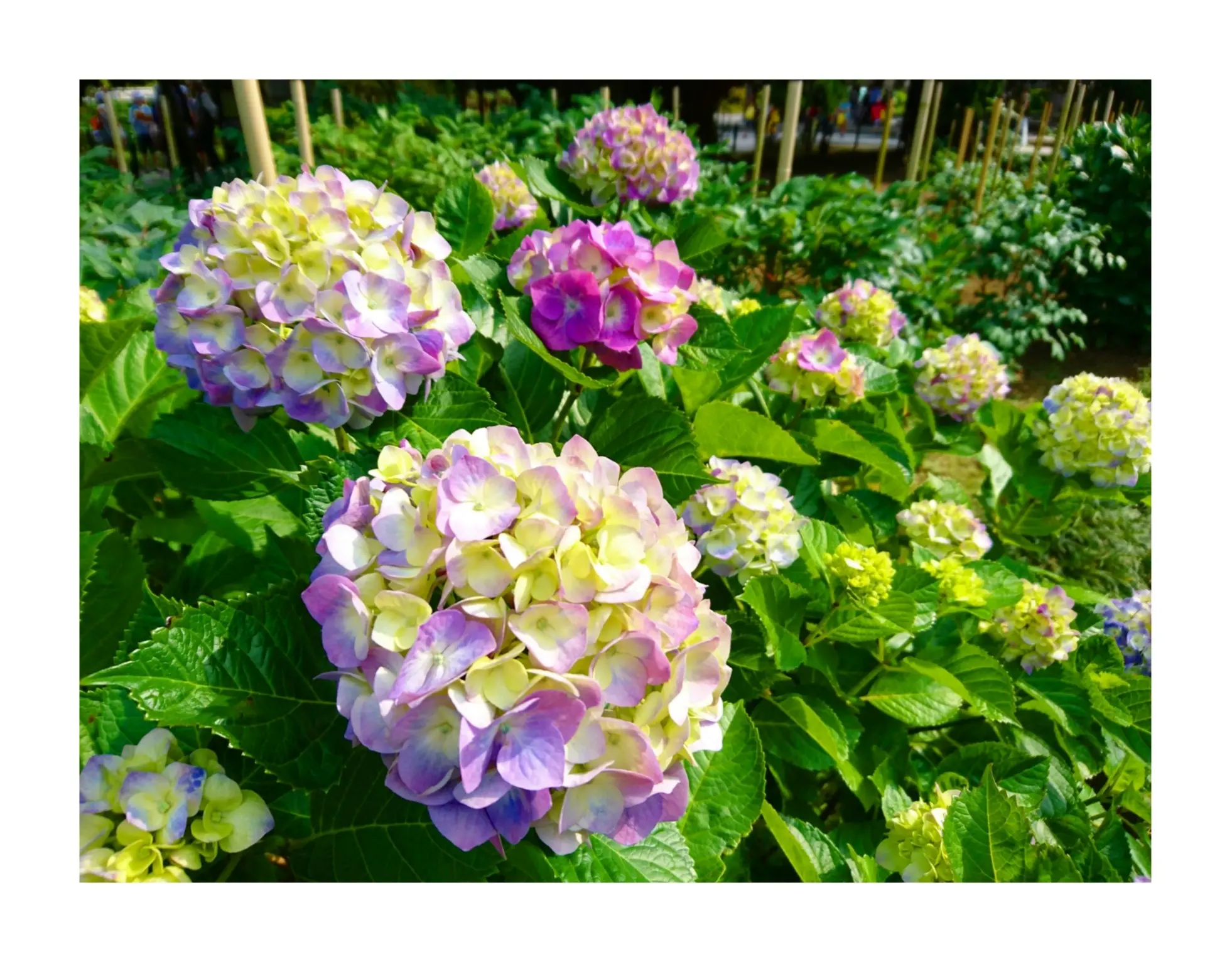 【散策】新緑が美しいこの季節は、鎌倉がおすすめ! ~ 紫陽花が見頃です ~ _6