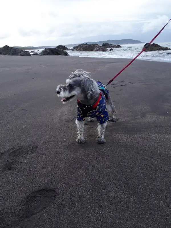 海岸を歩く犬・サクラちゃん