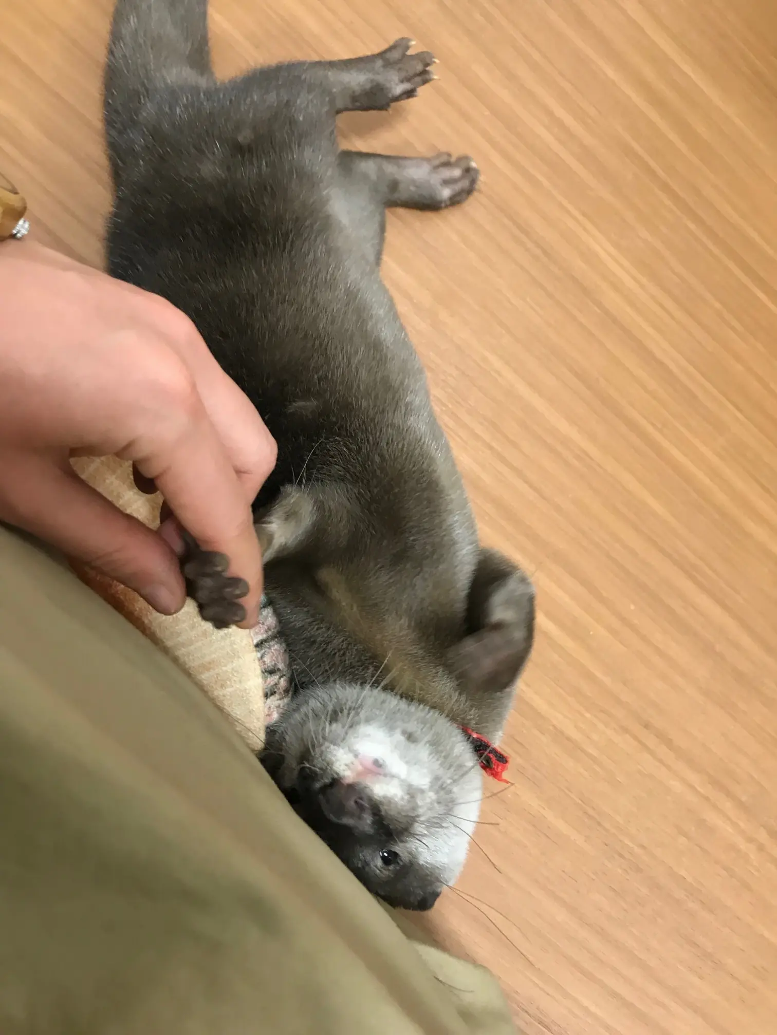 【池袋】コツメカワウソカフェに行ってきた!_13