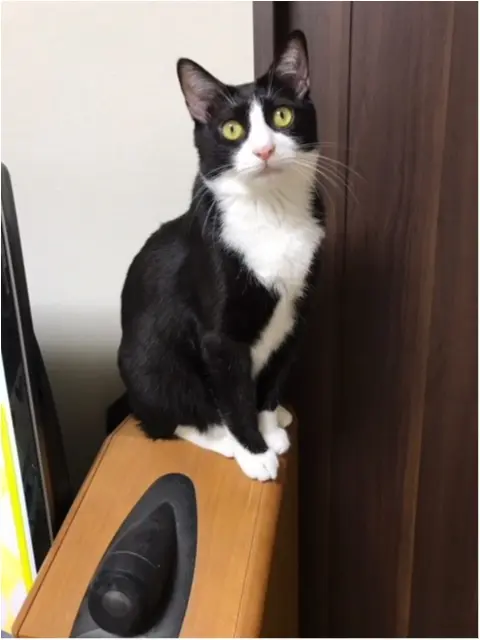 【今日のにゃんこ】まっすぐな瞳でなにかを訴えてくるルウくん......!_1