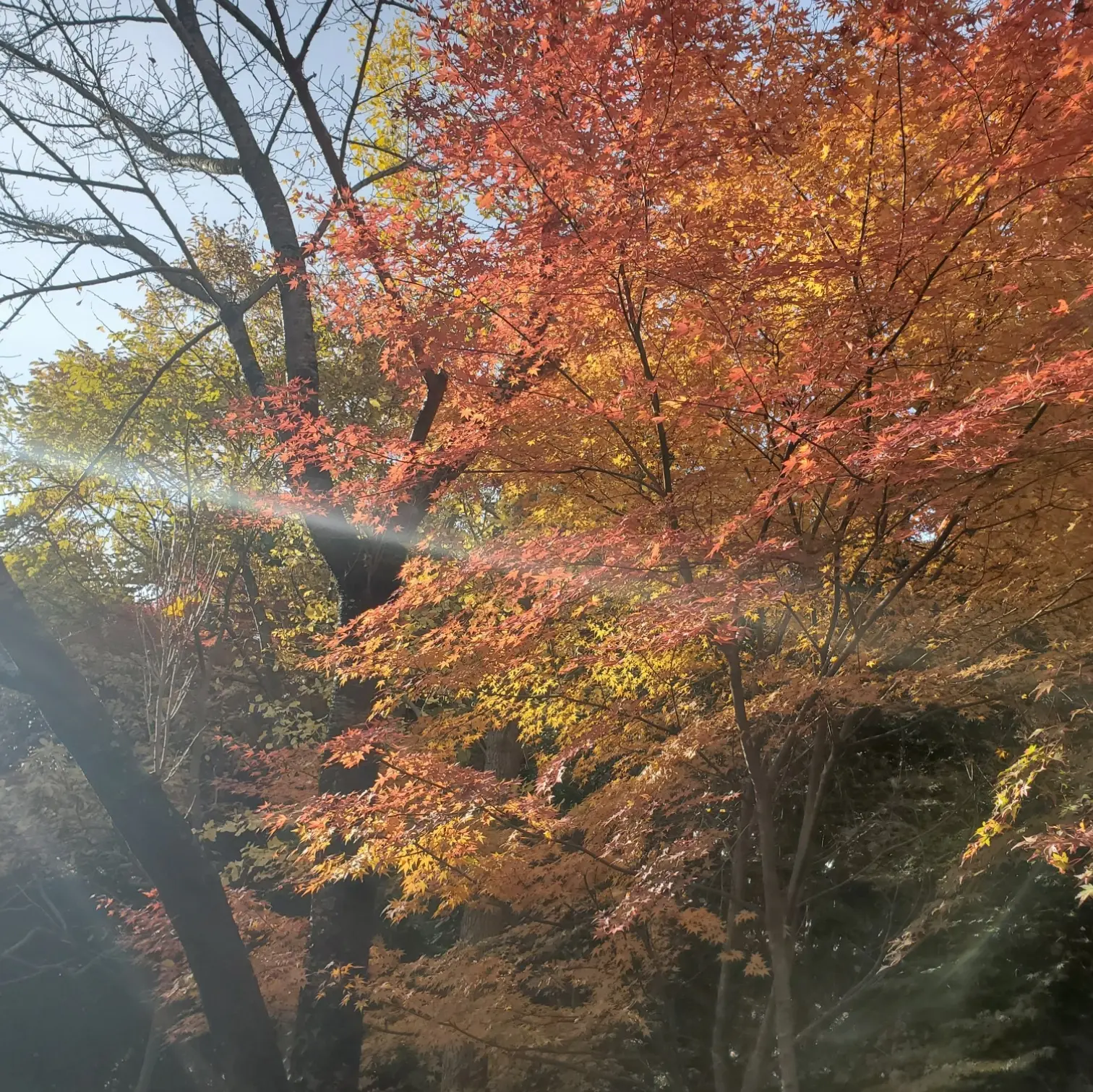 ≪兵庫県・有馬≫日帰りで紅葉&温泉が楽しめる!_2