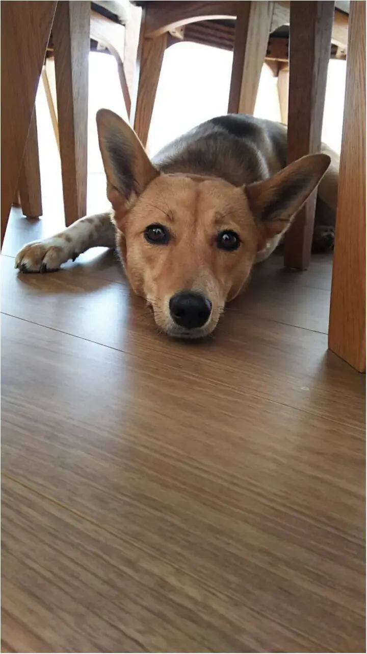 【今日のわんこ】びよーん! ごろごろしているこだまちゃんの顔は、まるで〇〇!?_1