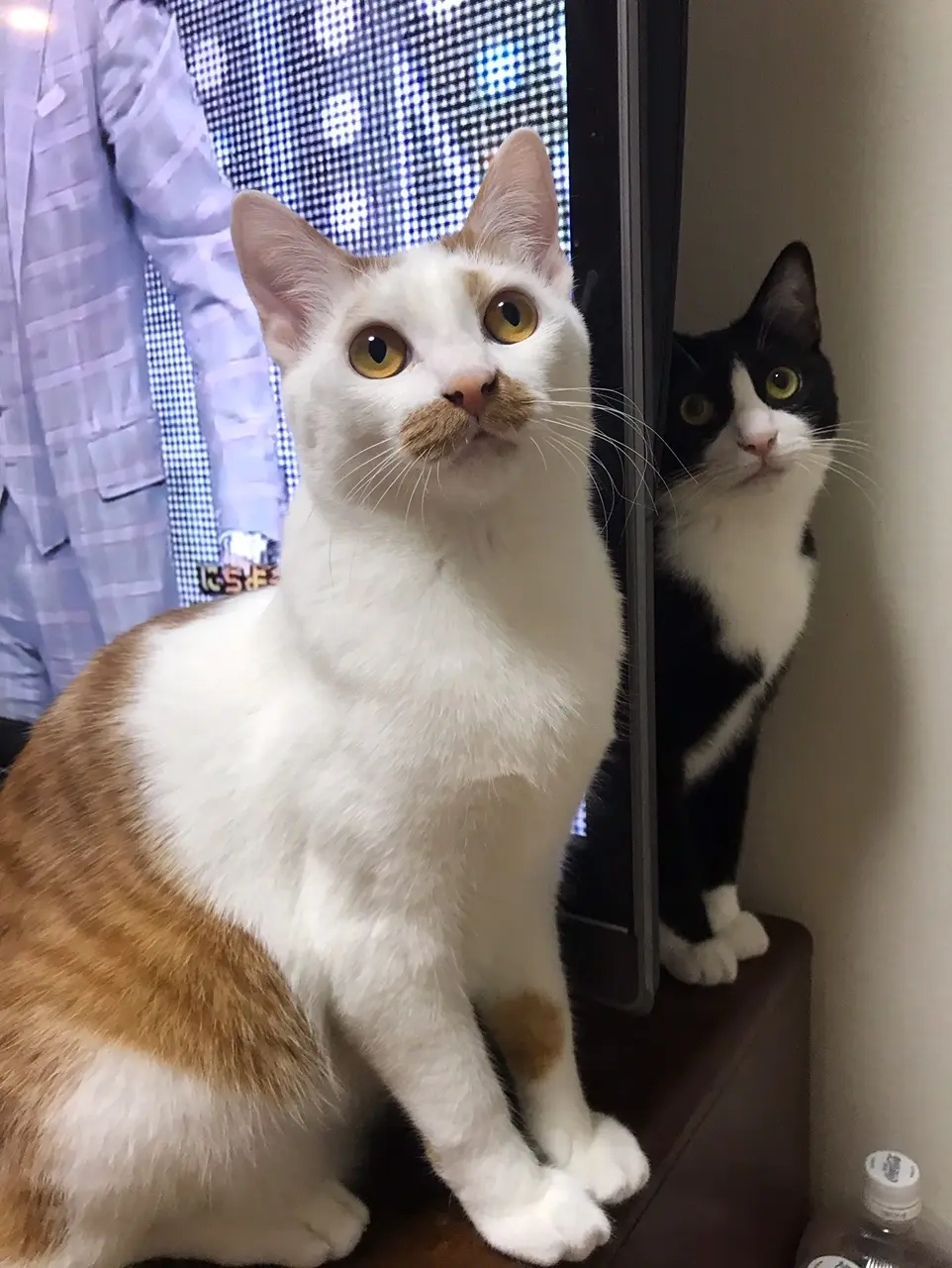 【今日のにゃんこ】ルウくんの動きとシンクロする、ラビくん_1