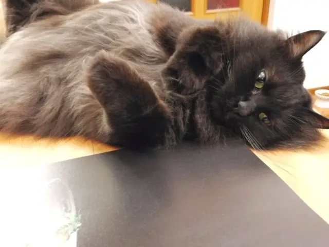 【今日のにゃんこ】ごろん、じーっなゆらちゃん_1