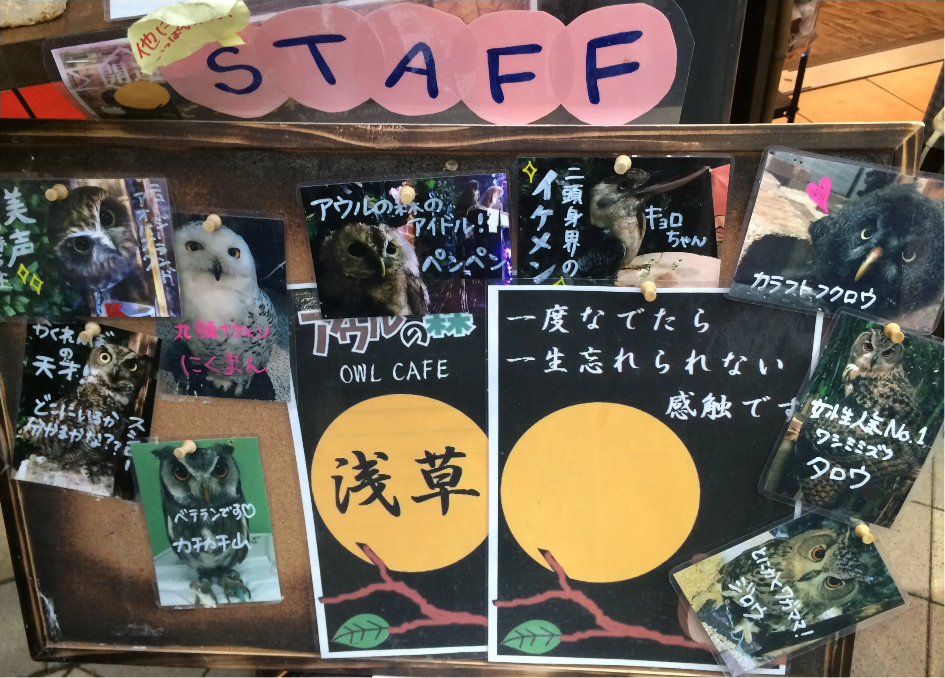 猫カフェだけじゃない!もふもふ、ふわふわ触れ合える♡今行くべき癒しスポット「フクロウカフェ」☻_2