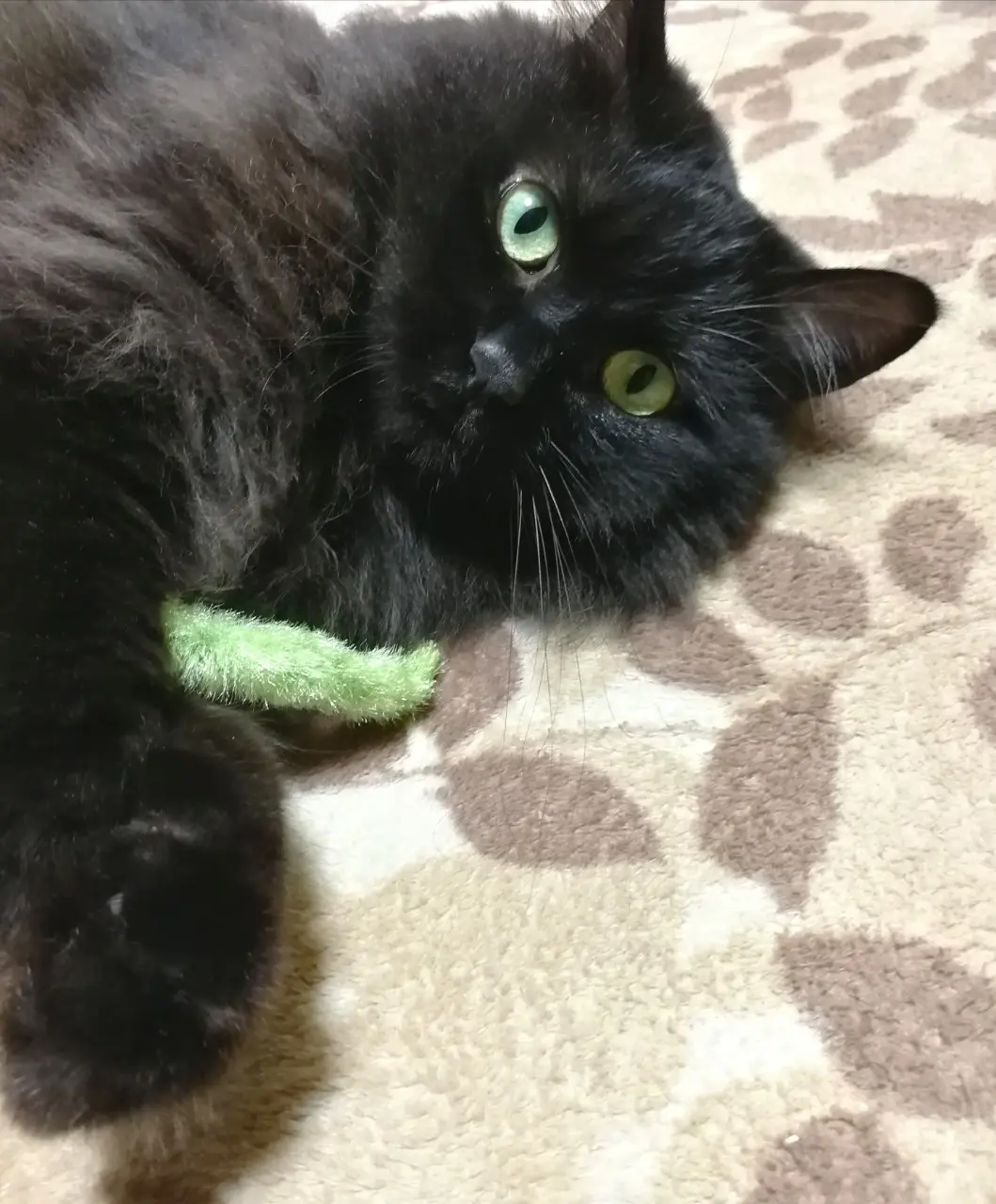 【今日のにゃんこ】ふと我に返り見つめてくるゆらちゃん。瞳の色も素敵です♡_1