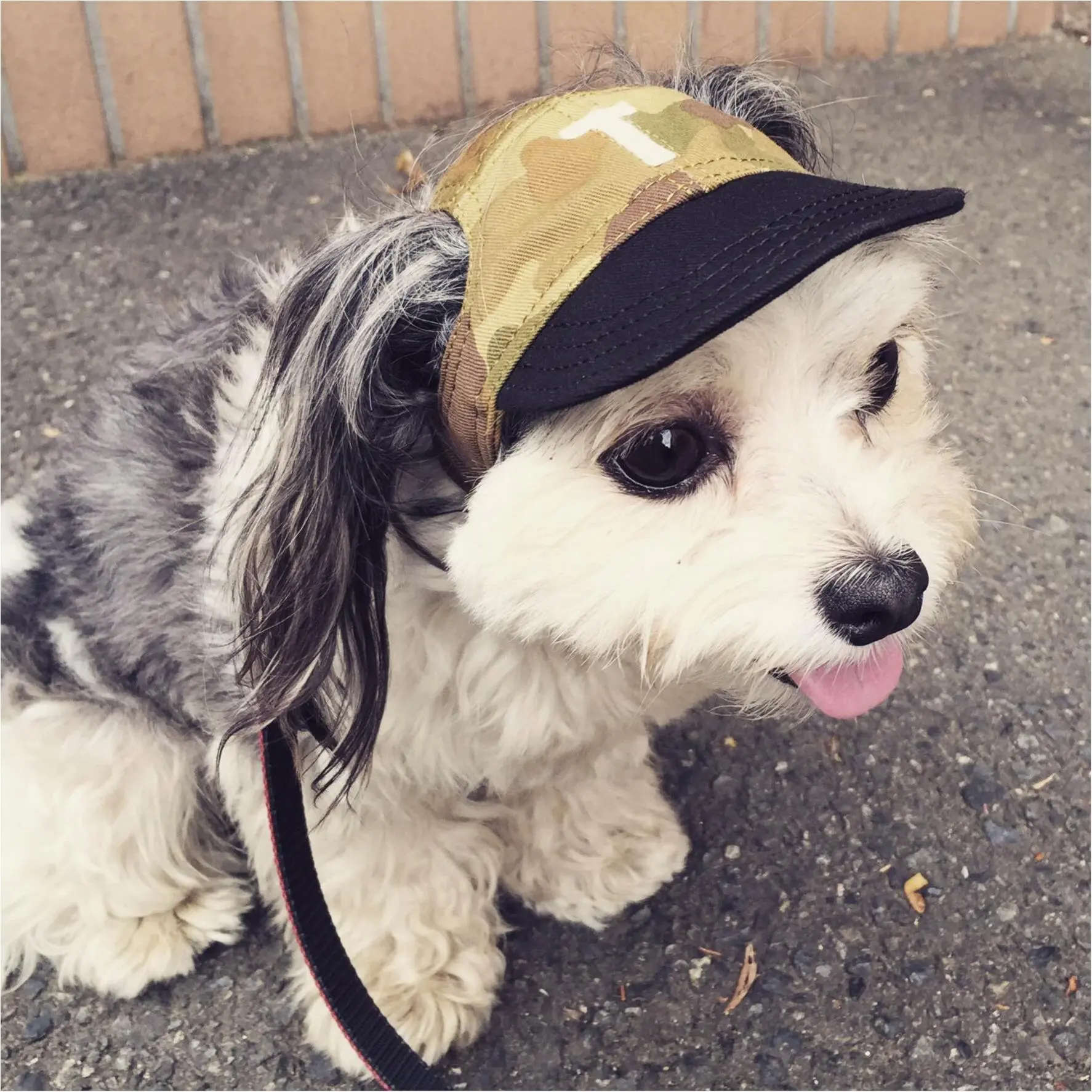 本日のわんこ 太郎くん チワワ×マルチーズのミックス_1