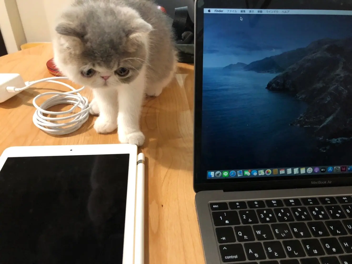 【今日のにゃんこ】こたつくん、ママのお仕事を見守る_1