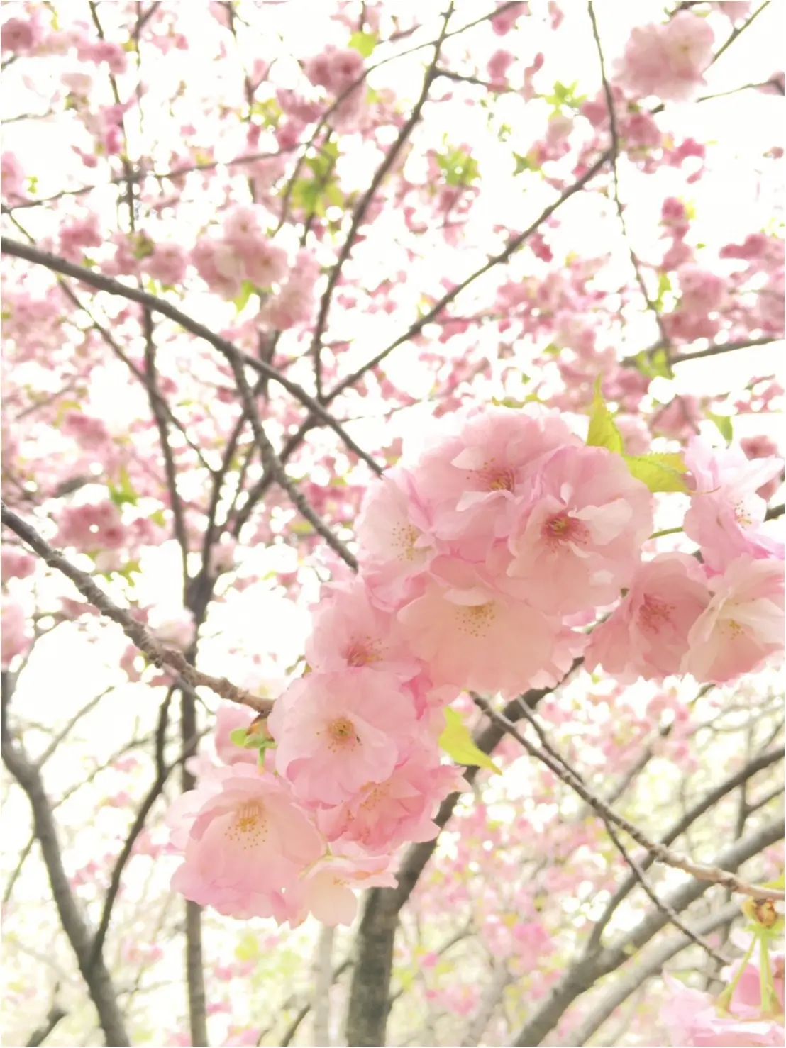 《公園はしご旅》in 福岡 今が見頃!とっておきの桜スポットをご紹介!!_8