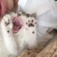 本日のにゃんこ さぶろうくん_1