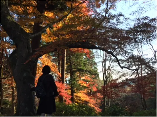 【京都のおすすめ紅葉スポット】毘沙門堂_4