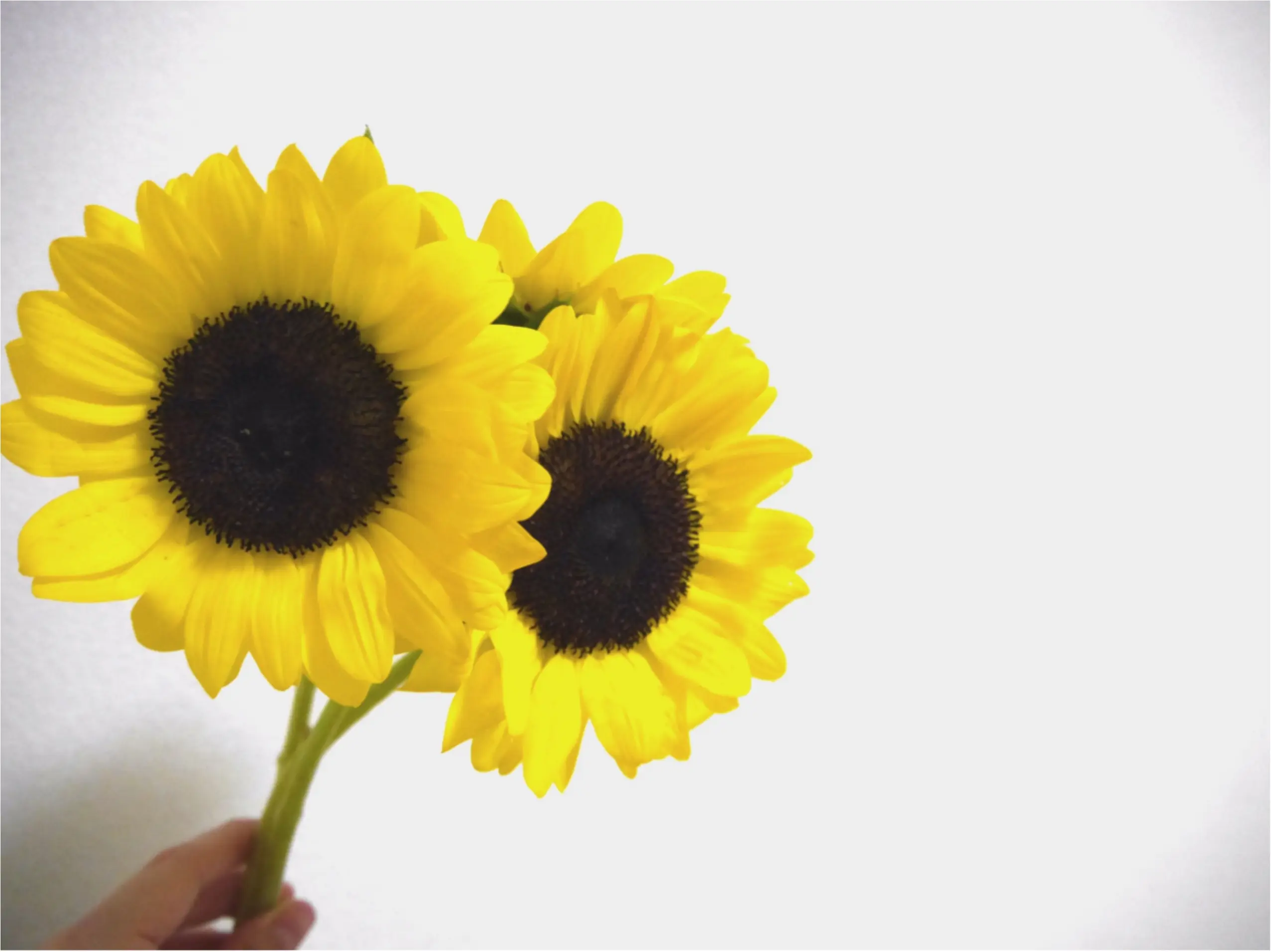 ★癒しを求めて、、sunflower❁ _1