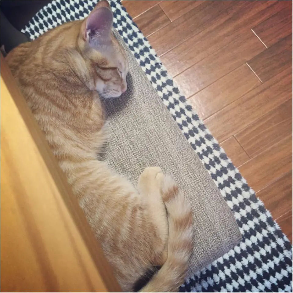 今日のにゃんこ ぽぽくん_1