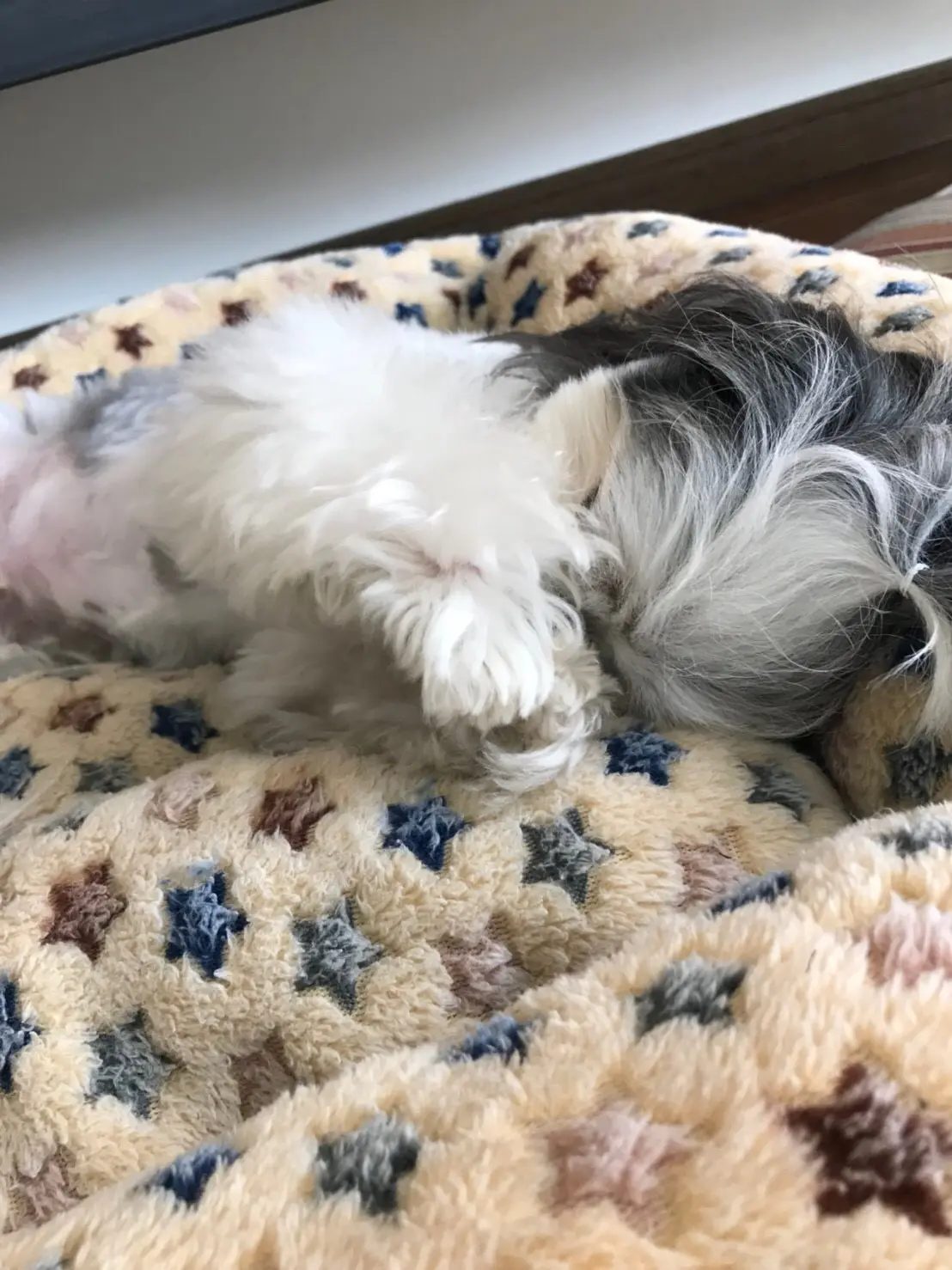 【今日のわんこ】眠気MAXでおうちでぬくぬくしていたい 太郎くん♡_1