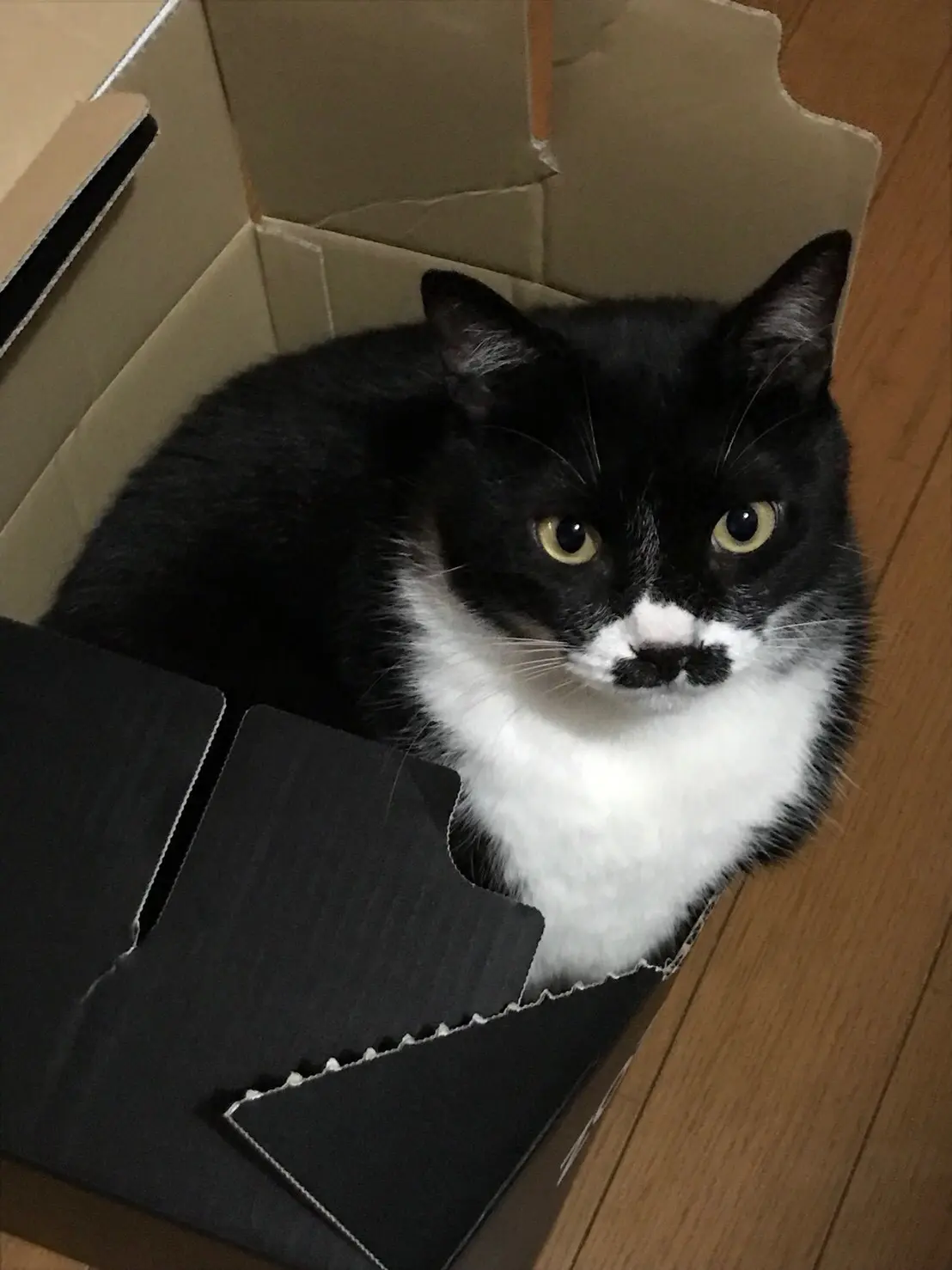 【今日のにゃんこ】ダンボールにすっぽり! お目々パッチリモモくん_1