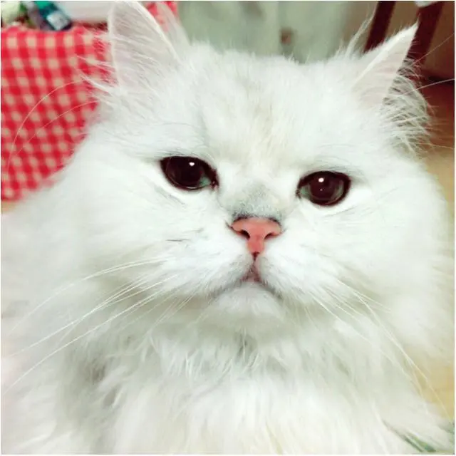 本日のにゃんこ トラくん チンチラ_1
