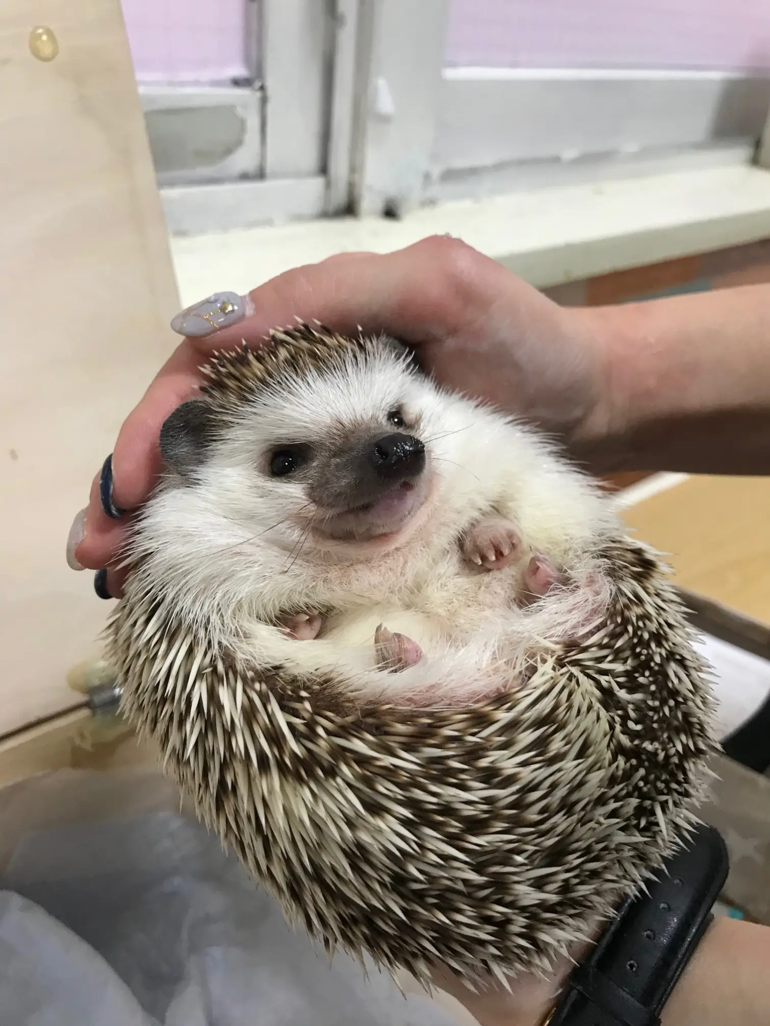 【池袋】コツメカワウソカフェに行ってきた!_5