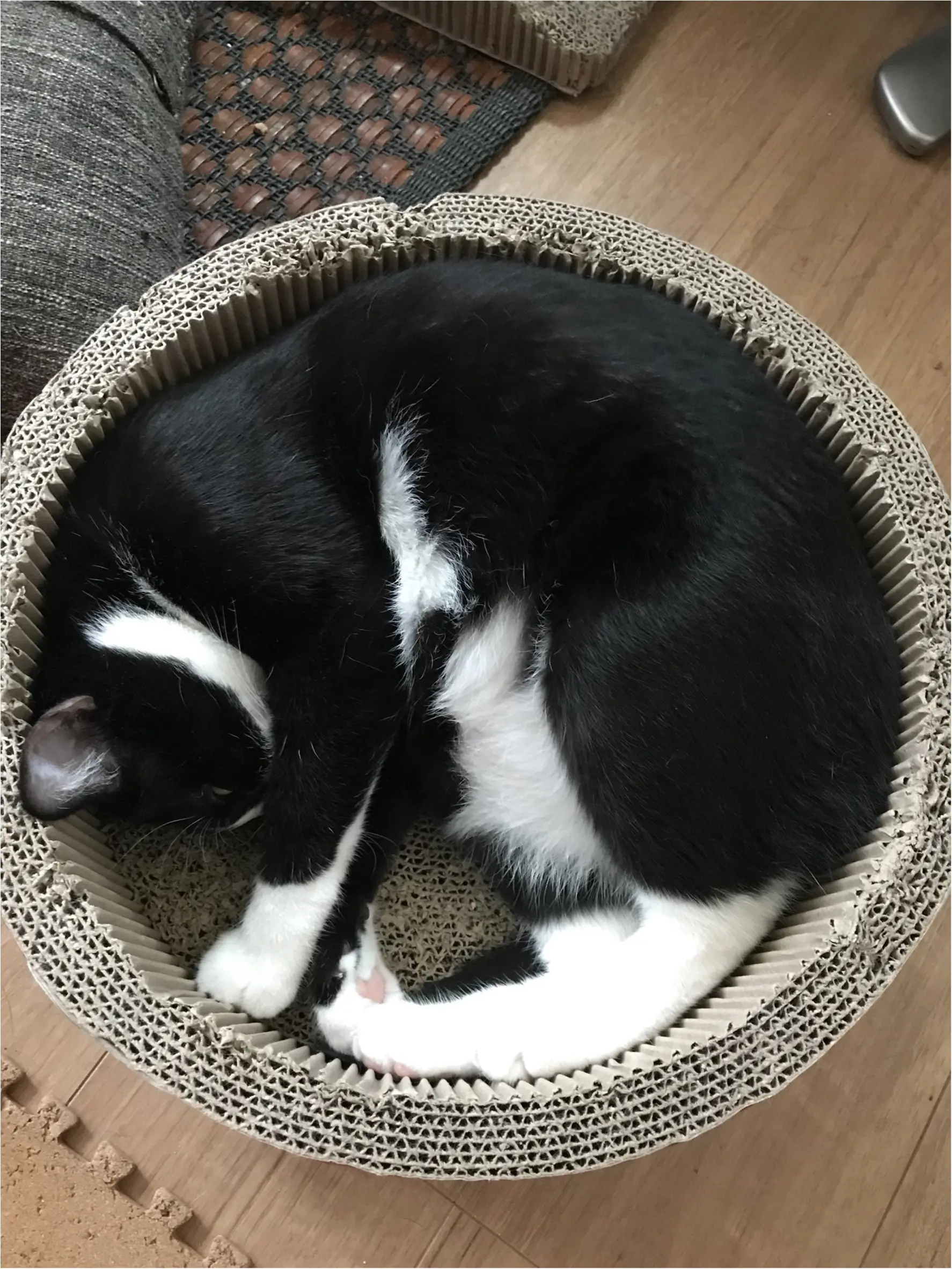 【今日のにゃんこ】ぎゅぎゅぎゅーーー! 爪とぎサークルにハマるルウくん_1