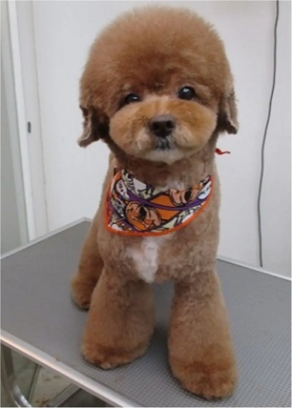【今日のわんこ】「ひざの上はぼくの!」甘え上手なぽんたくん。_1