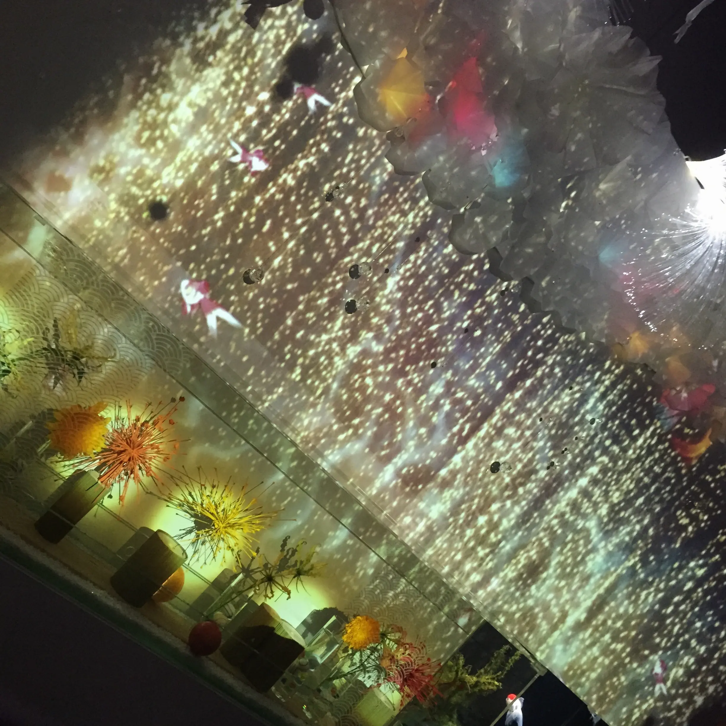 昼と夜でイルカショーが変わる!?光・音・映像と海の生き物のコラボレーション ✨《*アクアパーク品川*》の魅力☆★ _6