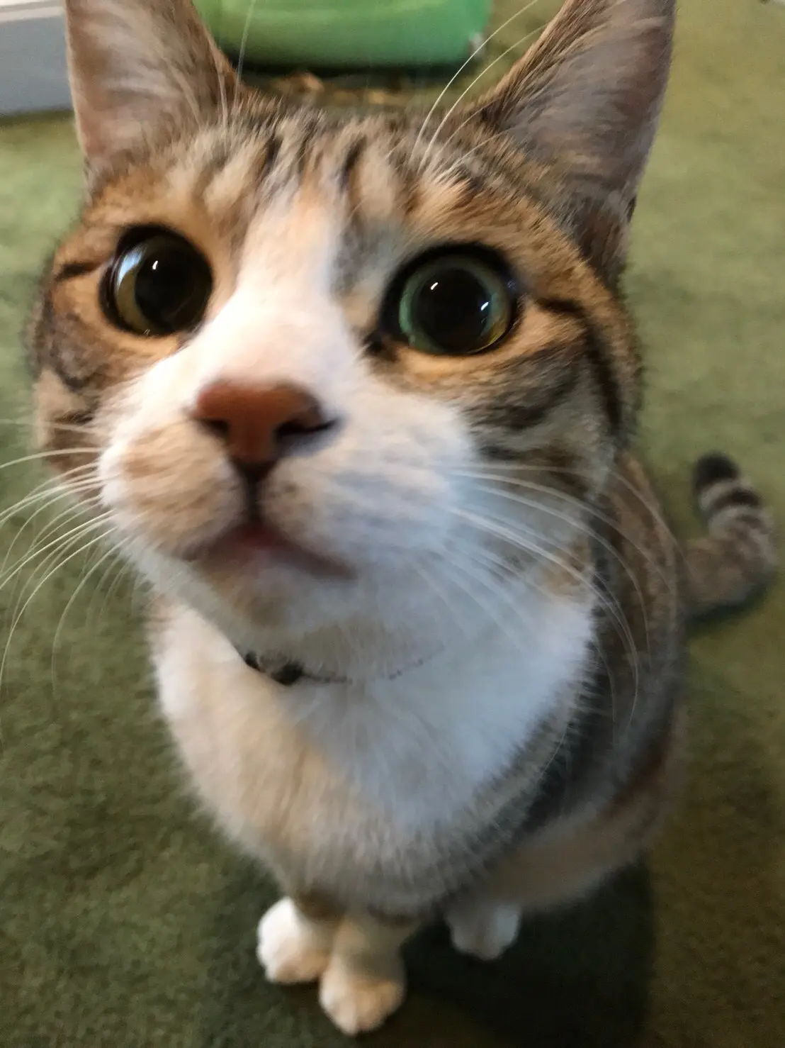 【今日のにゃんこ】みにゃさんはじめまして。そらです♡_1