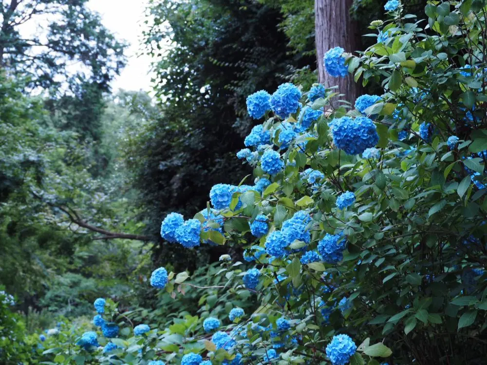 鎌倉の紫陽花名所特集 - 人気のあじさい寺「長谷寺」「名月院」などおすすめスポット_30