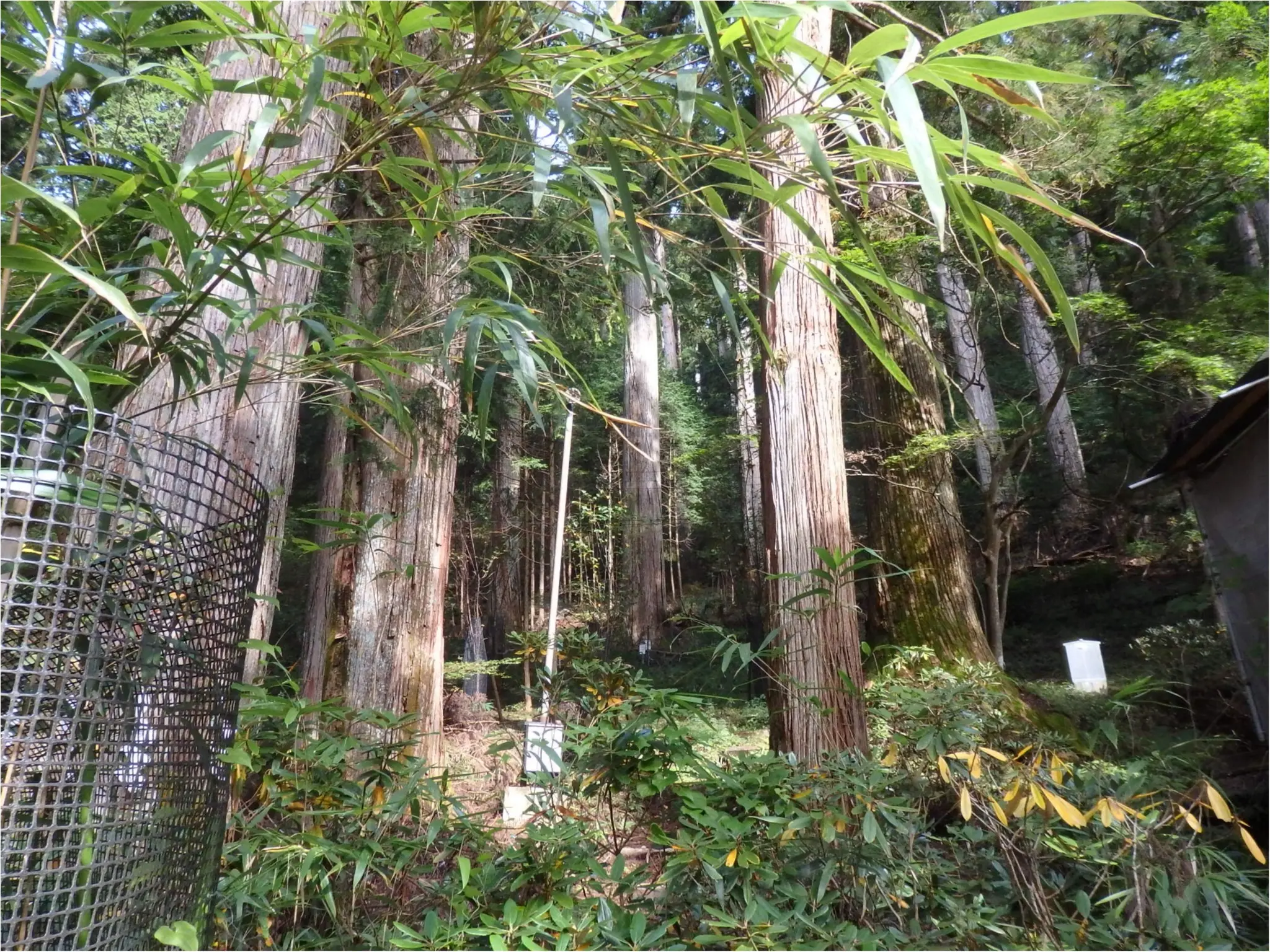 【知らなかった!】日本一楽しめる神社へ潜入してみた_35