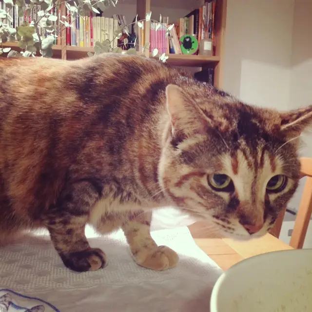 本日のにゃんこ 小麦ちゃん_1