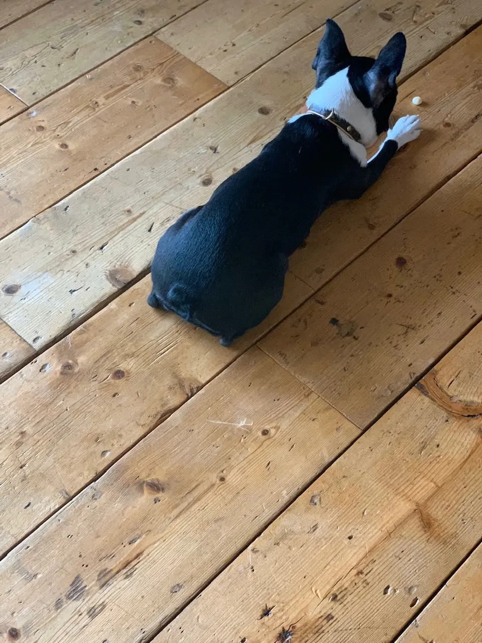 【今日のわんこ】おりこうさんすぎる! へちまちゃん、大好きなボーロを我慢_1