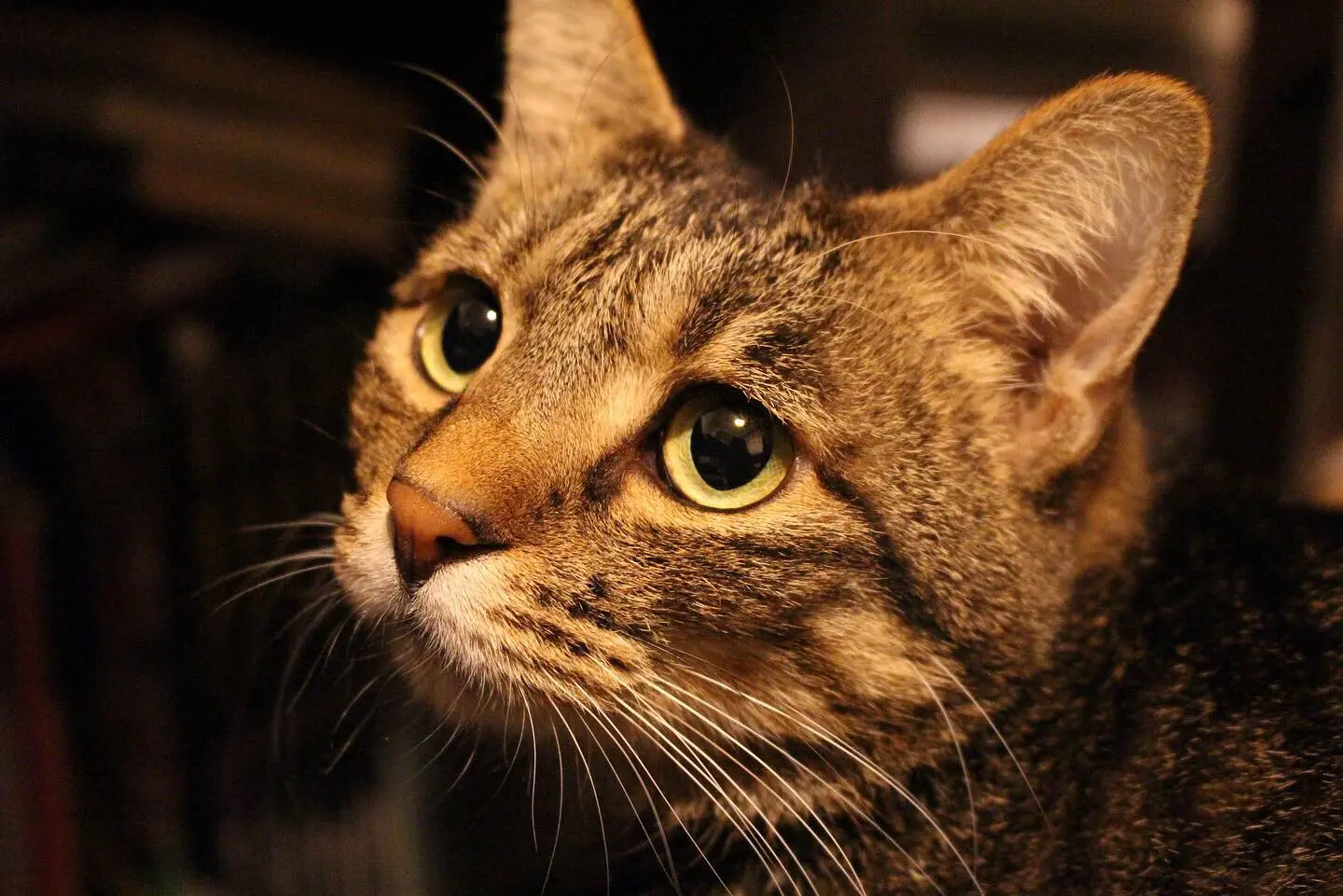 仕事部屋で飼い主を見つめる猫、雑種・がんくん