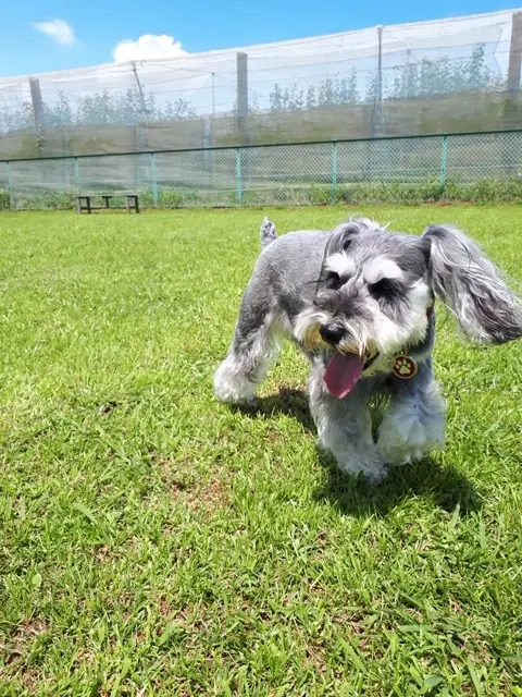 青空の下、公園の原っぱで走り回るサクラちゃん