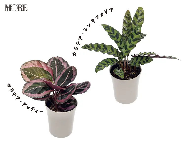 観葉植物の育て方 初心者が失敗しないコツを伝授 ライフスタイル最新情報 Daily More