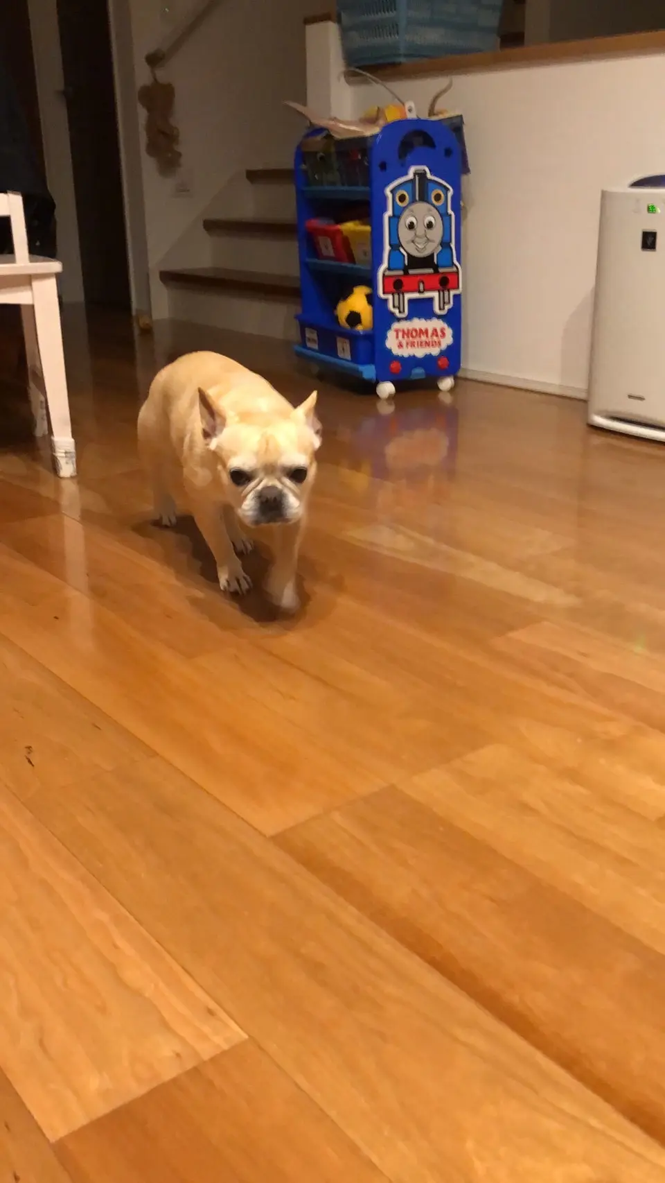 【今日のわんこ】マツコ、怒られてシュンとしている姿も愛おしい_1